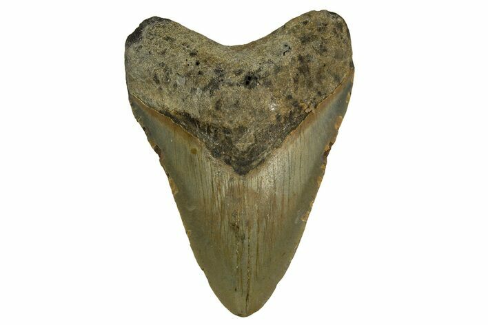 Fossil Megalodon Tooth - North Carolina #328024